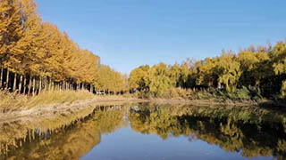 【母亲河畔的中国】黄河穿沙而入 内蒙古筑起“保卫黄河”绿色屏障