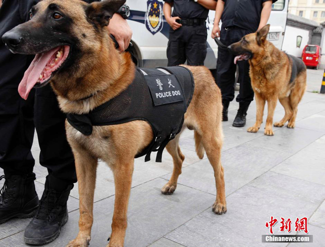 北京650只警犬上街巡逻 指令下"指哪咬哪儿 中国军网