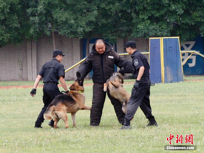 6月1日,北京警方警犬技术支队的警员们在基地进行训练.
