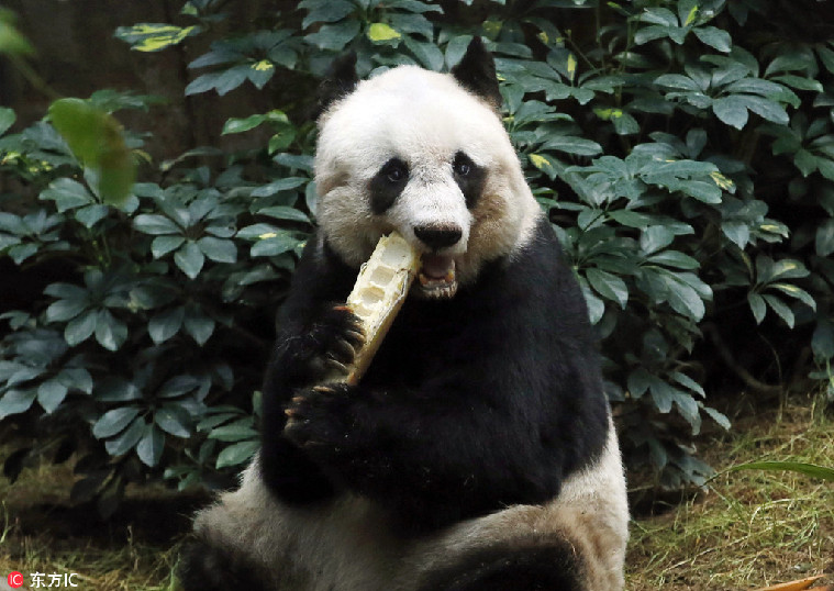 38岁全球最年长圈养大熊猫香港安乐死离世