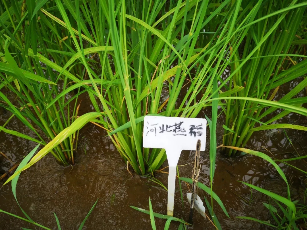 海水稻正从试验田走向餐桌要高产更要优质