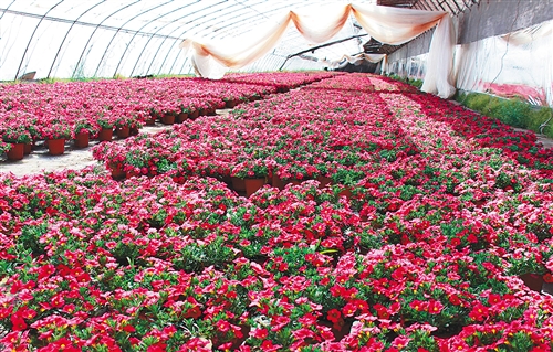 正文  图为北京市平谷区马昌营镇众力和花卉种植基地,盛开的鲜花艳丽