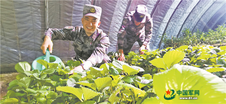 科技助力"菜篮子"建设,边远艰苦地区官兵不再吃菜难