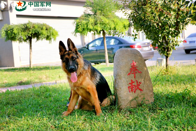 一只军犬的述职报告:我凭什么名震犬圈!