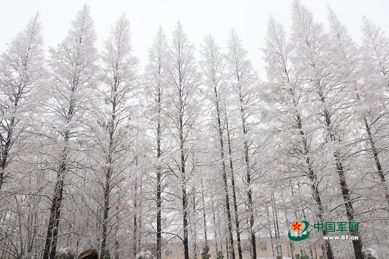 第一见到雪,先来张雪花飘絮图