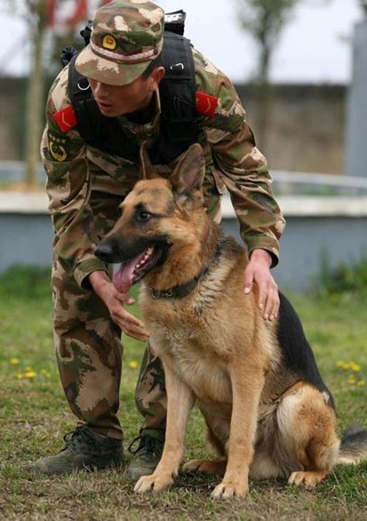 警犬咱武警部队的特殊勇士