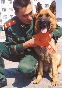 警犬!咱武警部队的特殊勇士