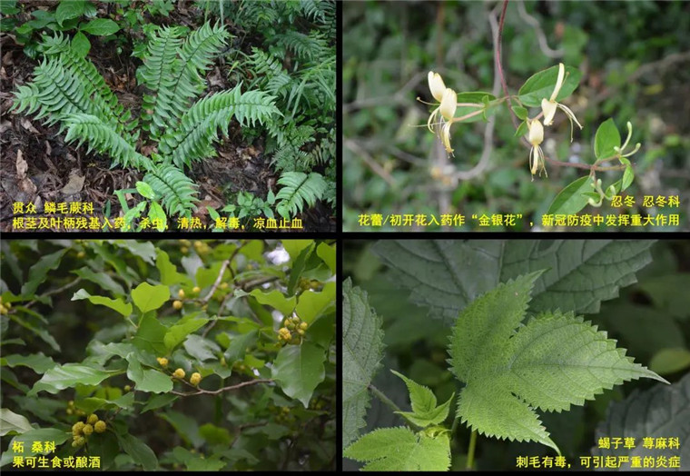 当地常见止血,防疫,食用,有毒药用植物