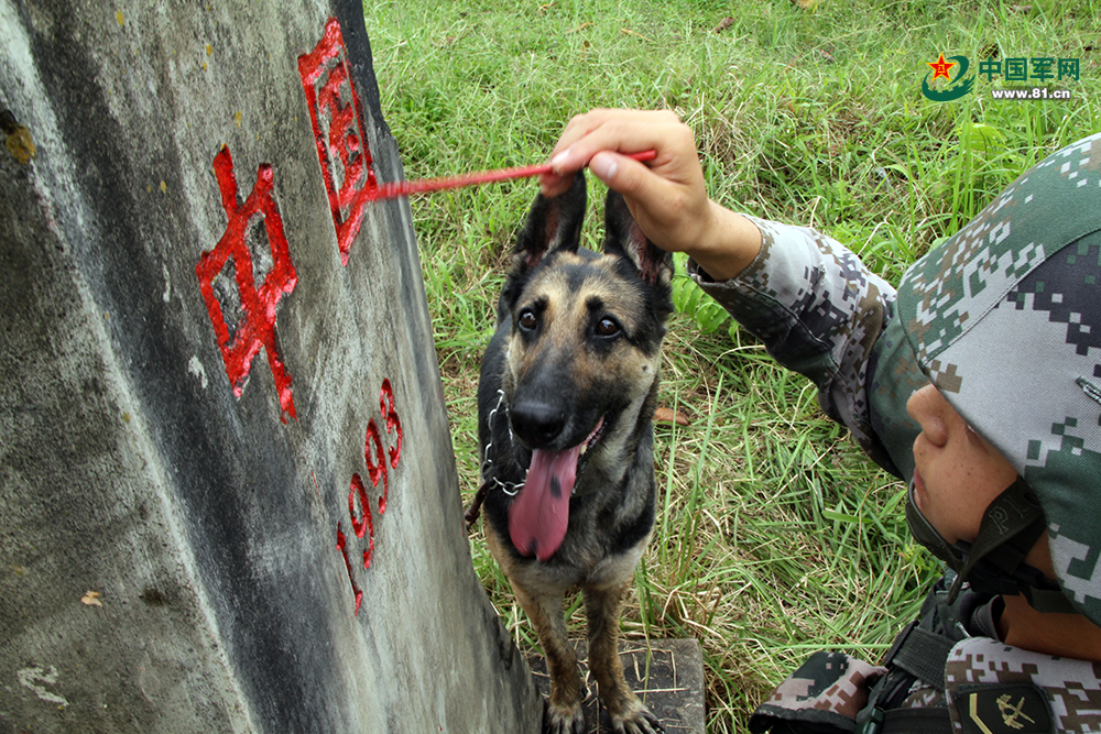 军犬"老司机":边防线上,我的"铲屎官"在描啥