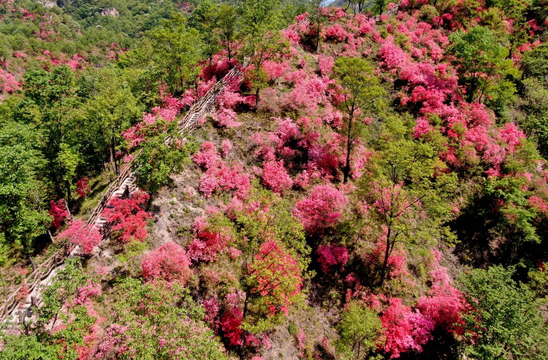 河南汝阳:杜鹃花开