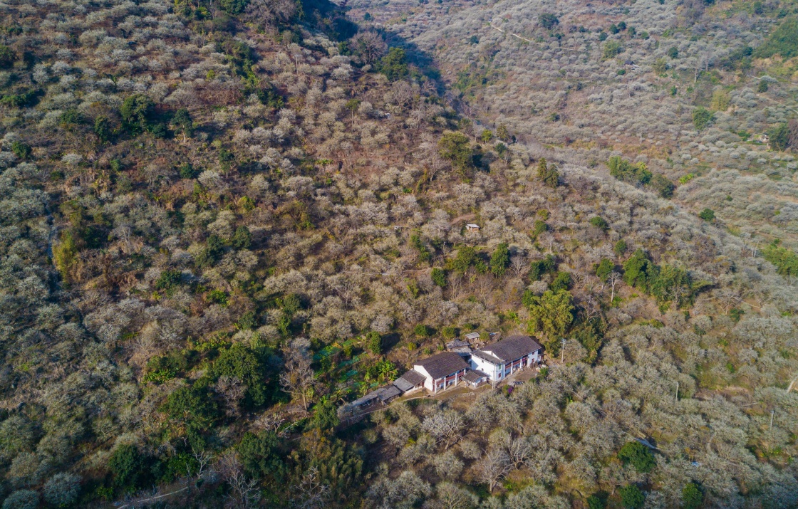 这是1月2日拍摄的福建省福州市永泰县葛岭镇溪洋村漫山盛开的青梅花