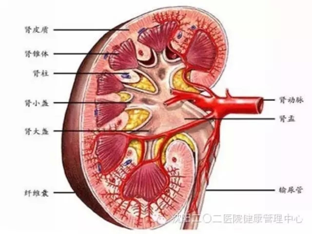 军医答疑:肾囊肿是怎么回事?