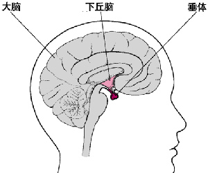 垂体科普掌控人体内分泌的司令部